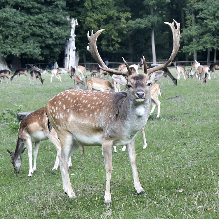 Tiere Mecklenburgische Seenplatte SAM_3954 Kopie.jpg - Selbst der Platzhirsch hatte keine Scheu